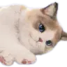 :psycat_lay: