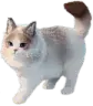 :psycat_standing: :psycat_standing:
